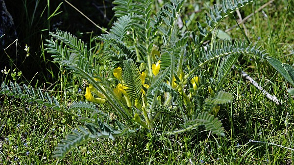 Astragalus angustiflorus