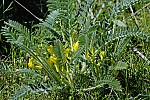 Astragalus angustiflorus