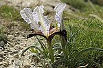 Iris paradoxa