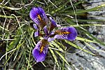 Iris unguicularis ssp cretica