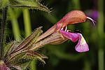 Salvia trichoclada