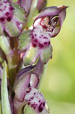 Anacamptis fragans