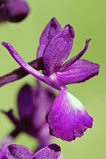 Anacamptis laxiflora