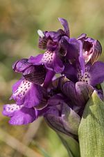 Anacamptis morio