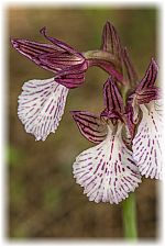 Anacamptis papilionacea aegaea