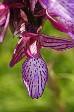 Anacamptis papilionacea ssp alibertis