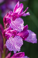 Anacamptis papilionacea ssp grandiflora