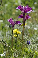 Orchis papilionacea ssp heroica