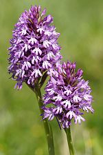 Anacamptis pyramidalis