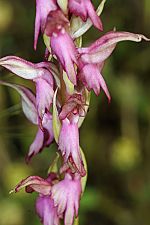 Anacamptis sancta