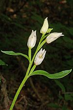 Cephalanthera damasonium