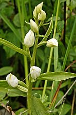 Cephalanthera kotschyana