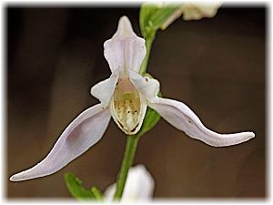 Cephalanthera kurdica