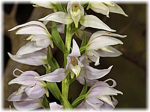 Cephalanthera kurdica