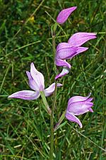 Cephalanthera rubra