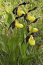 Cypripedium calceolus