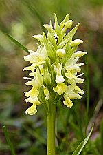 Dactylorhiza flavescens