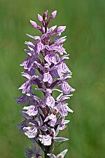 Dactylorhiza fuchsii