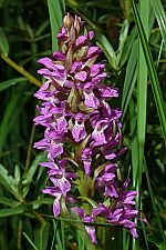 Dactylorhiza incarnata