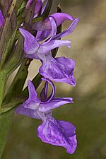 Dactylorhiza osmanica