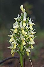 Dactylorhiza romana