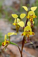 Diuris maculata