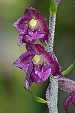 Epipactis atrorubens