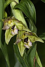 Epipactis helleborine