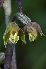 Epipactis microphylla