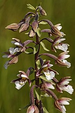 Epipactis palustris