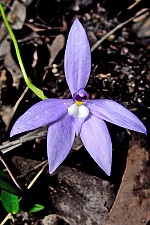 Glossodia minor