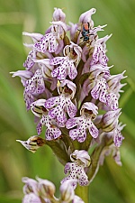 Neotinea lactea