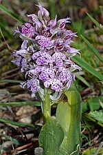 Neotinea lactea var conica