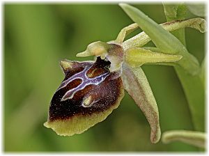 Ophrys alasiatica