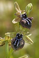 Ophrys alasiatica