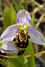 Ophrys apifera