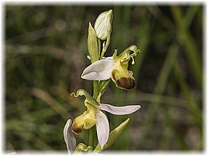Ophrys apifera var. flavescens