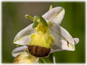 Ophrys apifera var. flavescens