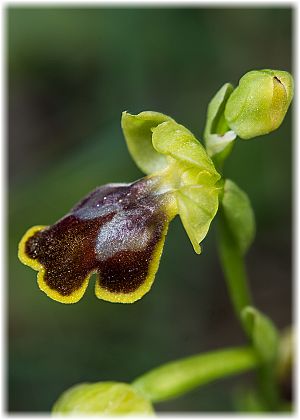 Ophrys archimedea Si