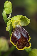 Ophrys archimedea