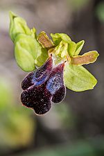 Ophrys attaviria