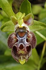 Ophrys attica