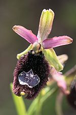 Ophrys bertolonii