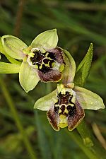 Ophrys bornmuelleri