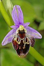 Ophrys bremifera