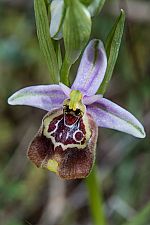 Ophrys calliantha