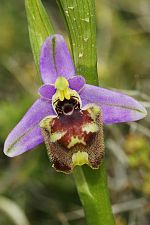 Ophrys candica