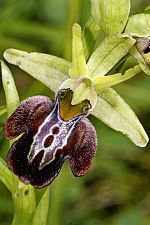 Ophrys caucasica