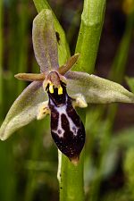 Ophrys cilicica