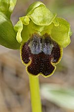 Ophrys cinereophila